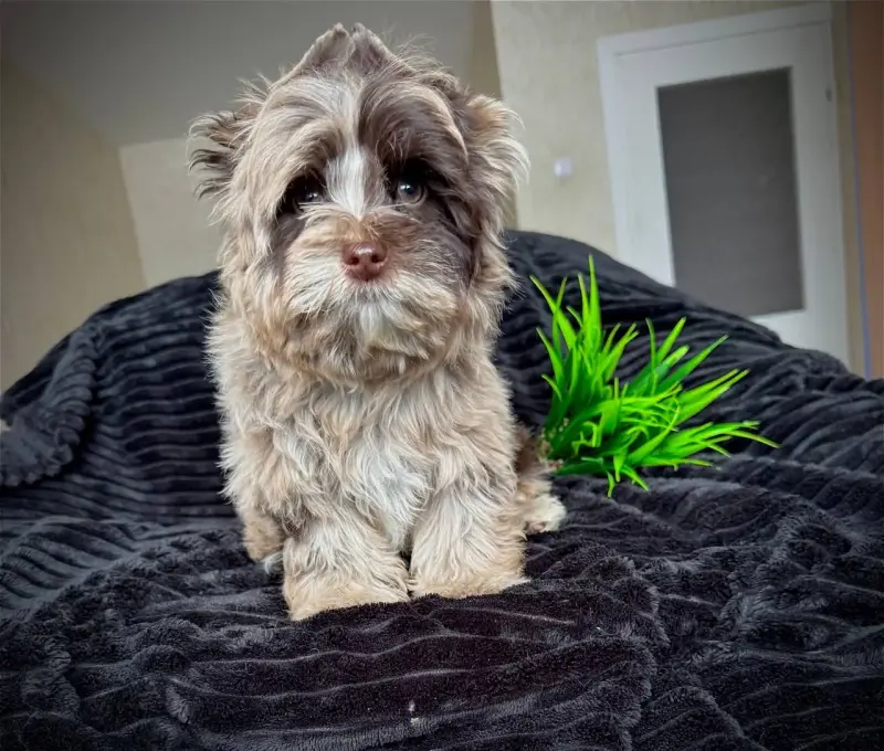 Мальчики шоко-мерле оба привиты доставка