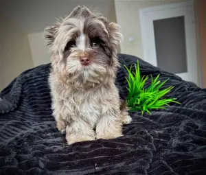 Мальчики шокомерлеоба привиты доставка