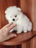 Девочка белого померанского шпица - Вся Беларусь - 241100 - Доска объявлений Kupika.by - Фото 2