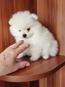 Девочка белого померанского шпица