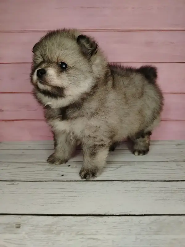 Померанский шпиц, уникальный окрас на изысканный вкус!