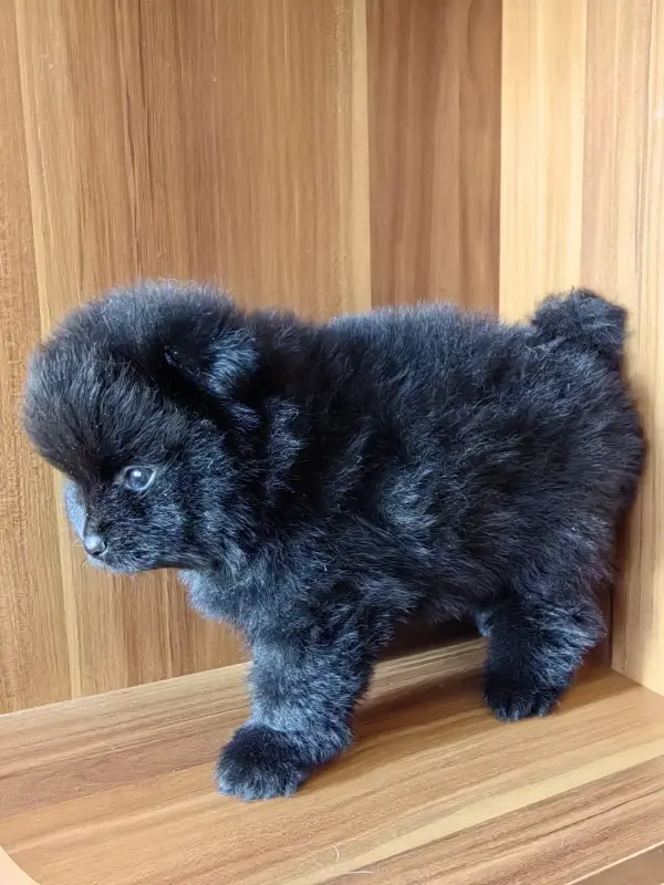 Померанский шпиц мальчик. - Вся Беларусь - 241045 - Доска объявлений Kupika.by - Фото 2