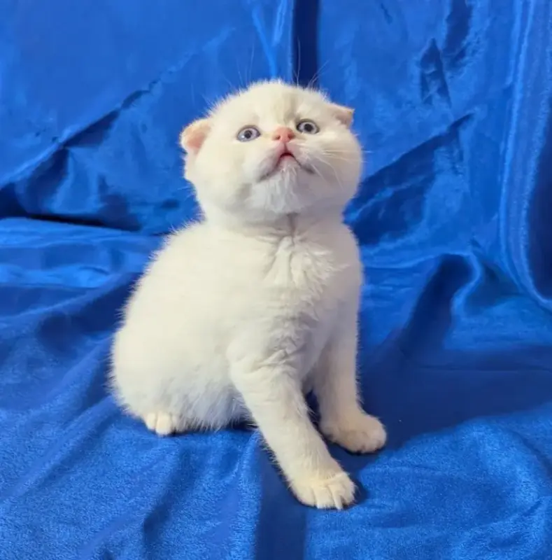 Кошки - Породистые шотландские котята, коты. - Вся Беларусь - Фото 4 Породистые шотландские котята, коты. - Вся Беларусь - 241010 - Доска объявлений Kupika.by - Фото 4