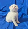 Кошки - Породистые шотландские котята, коты. - Вся Беларусь - Фото 4 Породистые шотландские котята, коты. - Вся Беларусь - 241010 - Доска объявлений Kupika.by - Фото 4