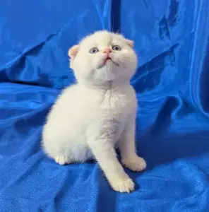 Породистые шотландские котята, коты.