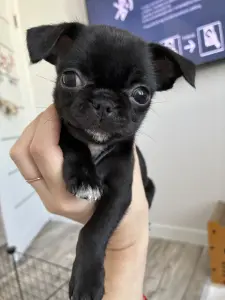 Чихуахуа щенки