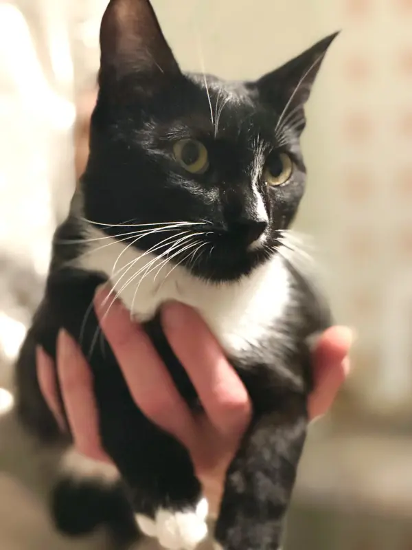 Кошки - Ромка - чудо кот - Вся Беларусь - Фото 2 Ромка - чудо кот - Вся Беларусь - 238913 - Доска объявлений Kupika.by - Фото 2