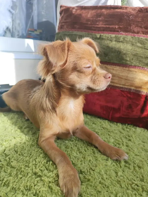 СУПЕР-ПАРЕНЬ ЧИХУАХУА - Вся Беларусь - 241925 - Доска объявлений Kupika.by - Фото 2