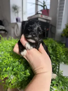 Щенки Пушон ммальтипу доставка рб мини