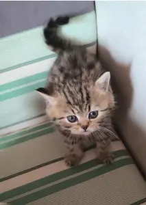 Шотландские