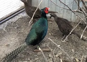 Куры , фазаны , цесарки и др. птица