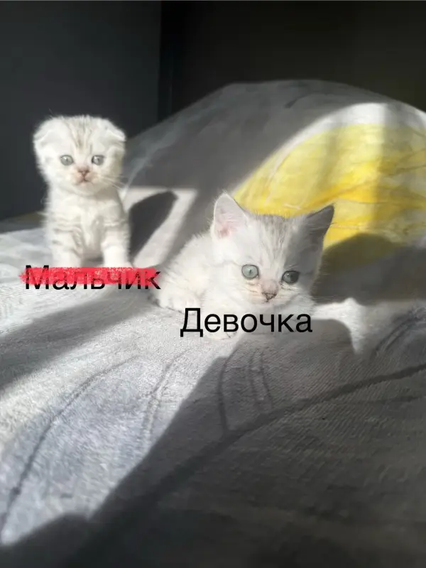 Шотландские котята - Вся Беларусь - 239778 - Доска объявлений Kupika.by - Фото 3