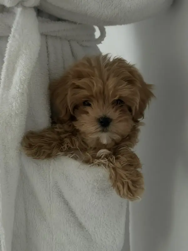 Мальтипу мини девочка.