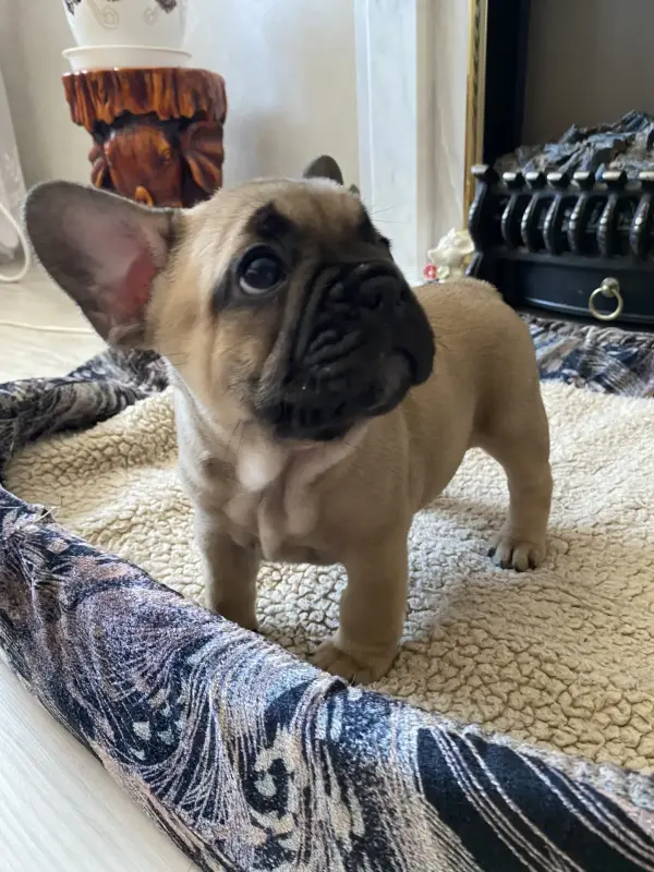 Собаки - Щенок щенки Французский бульдог - Вся Беларусь - Фото 10 Щенок щенки Французский бульдог - Вся Беларусь - 240842 - Доска объявлений Kupika.by - Фото 10