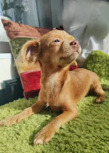 СУПЕР-ПАРЕНЬ ЧИХУАХУА