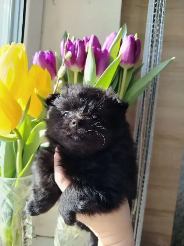 Собаки - Щенки померанского шпица, редкий Чёрный окрас. - Вся Беларусь - Фото 5 Щенки померанского шпица, редкий Чёрный окрас. - Вся Беларусь - 240075 - Доска объявлений Kupika.by - Фото 5