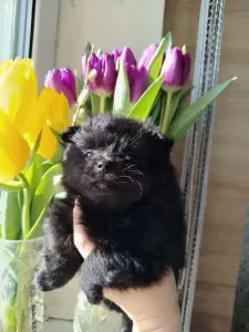 Щенки померанского шпица, редкий Чёрный окрас.