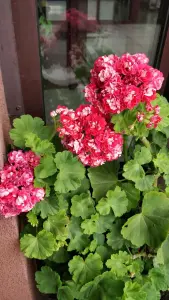 Герань розебудная,- молодой кустик