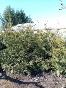 Туя Брабант