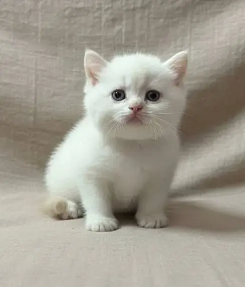 Породистые шотландские котята, коты.