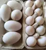 Яйца - Вся Беларусь - 239717 - Доска объявлений Kupika.by - Фото 2