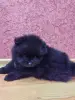 Собаки - Мальчик померанский шпиц - Вся Беларусь - Фото 2 Мальчик померанский шпиц - Вся Беларусь - 241522 - Доска объявлений Kupika.by - Фото 2