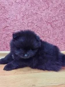 Мальчик померанский шпиц