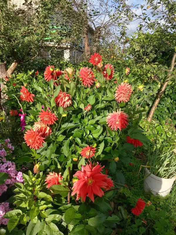 Георгины клубни