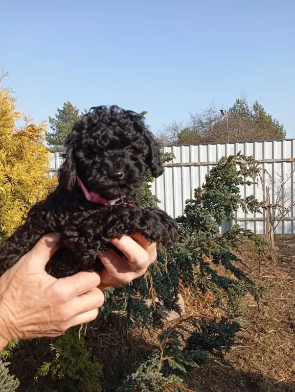 Пудель той девочка.