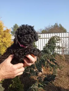 Пудель той девочка.