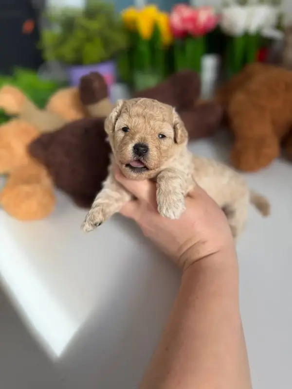 Щенки мальтипу мини Пушон доставка