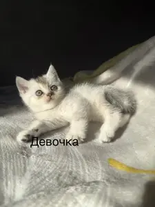 Шотландские котята