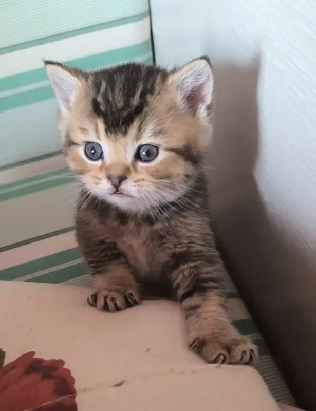 Шотландские