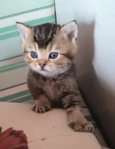 Шотландские