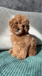 Девочки пуделя