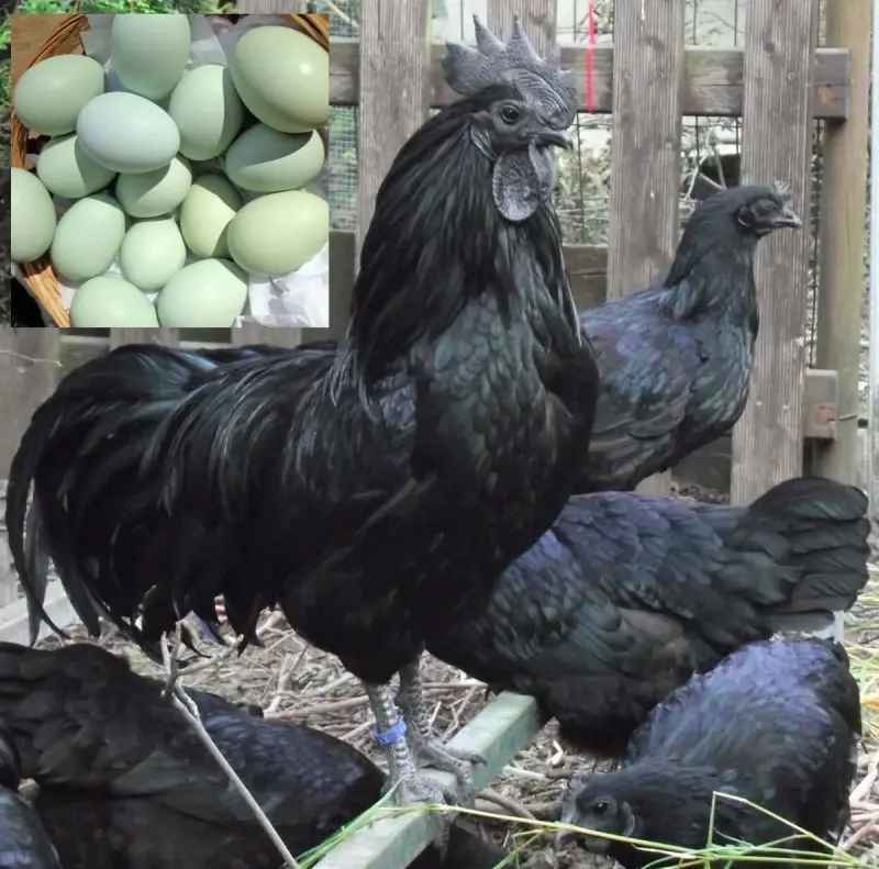 Куры , фазаны , цесарки и др. птица - Вся Беларусь - 240498 - Доска объявлений Kupika.by - Фото 6