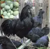 Куры , фазаны , цесарки и др. птица - Вся Беларусь - 240498 - Доска объявлений Kupika.by - Фото 5