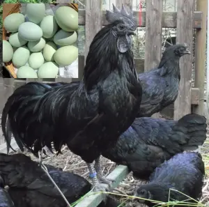 Куры , фазаны , цесарки и др. птица