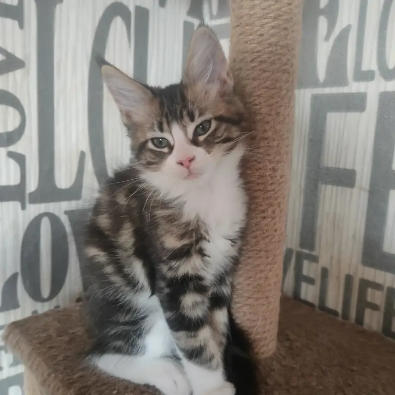 Кошечки Мейн-Кун - Заславль - 239962 - Доска объявлений Kupika.by - Фото 6