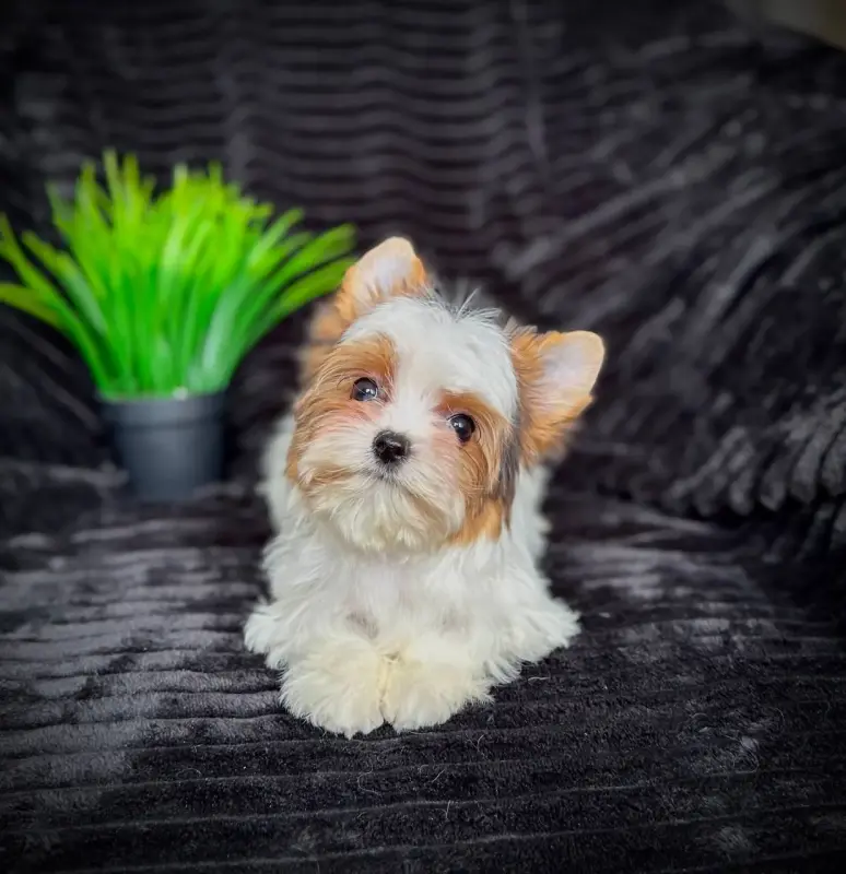 Девочка мини блюбери