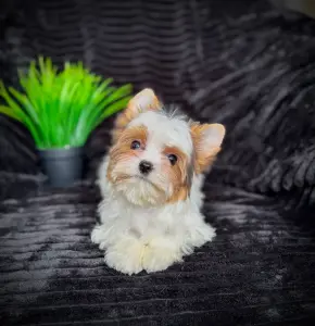 Девочка мини блюбери