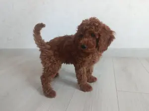 Щенок той-пуделя, девочка