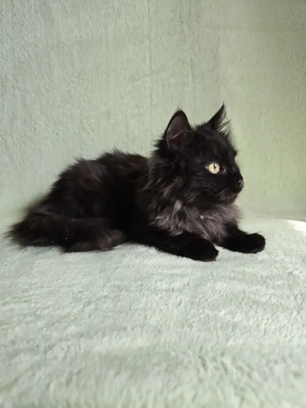 Люсьег в добрые - Вся Беларусь - 240311 - Доска объявлений Kupika.by - Фото 2