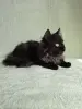 Котенок Люсьен в добрые - Вся Беларусь - 240311 - Доска объявлений Kupika.by - Фото 2