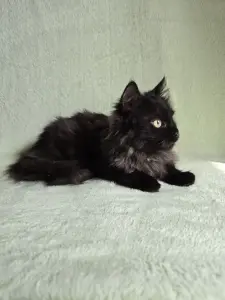 Котенок Люсьег в добрые