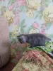 Кошки - Британские котята - Вся Беларусь - Фото 4 Британские котята - Вся Беларусь - 240251 - Доска объявлений Kupika.by - Фото 4