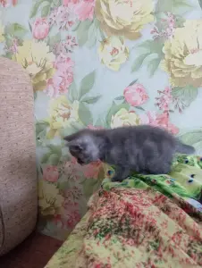 Британские котята