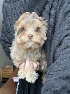 Щенки Йорка и бивер-йорка доставка