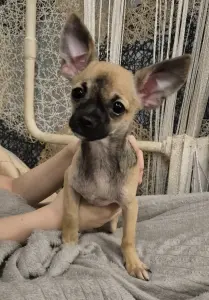 Мальчик чихуахуа