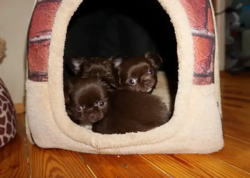 Собаки - Чихуахуа шикарный мальчик и много разных щенков - Вся Беларусь - Фото 9 Чихуахуа шикарный мальчик и много разных щенков - Вся Беларусь - 240848 - Доска объявлений Kupika.by - Фото 9